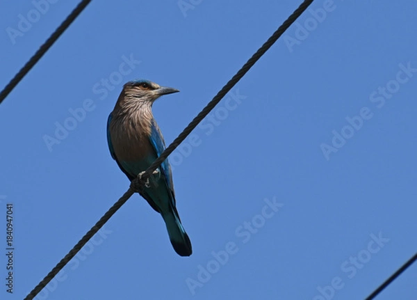 Obraz A beautiful indian roller bird is seen perched on an electric wire