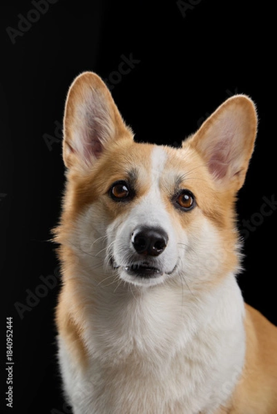 Obraz Welsh Corgi facing camera with composed expression. Shot in studio with dark background and soft lighting.