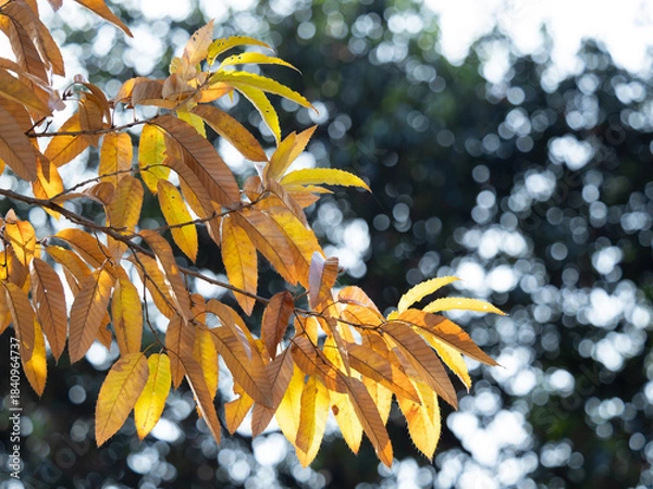 Obraz 晩秋のアベマキの黄葉