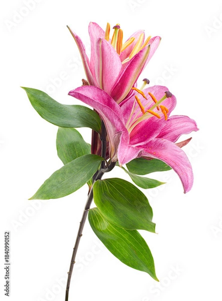 Obraz Pink lily flower (Lilium spp.) isolated on white background with clipping path