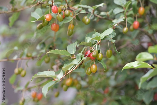 Fototapeta Fruit of silverberry, ripening on the branches