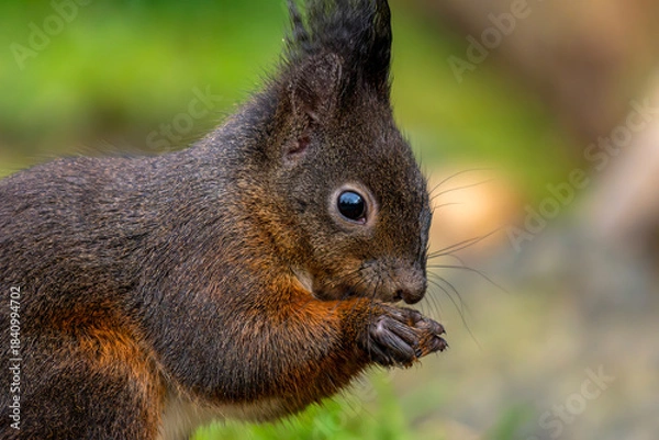Obraz dunkles Eichhörnchen