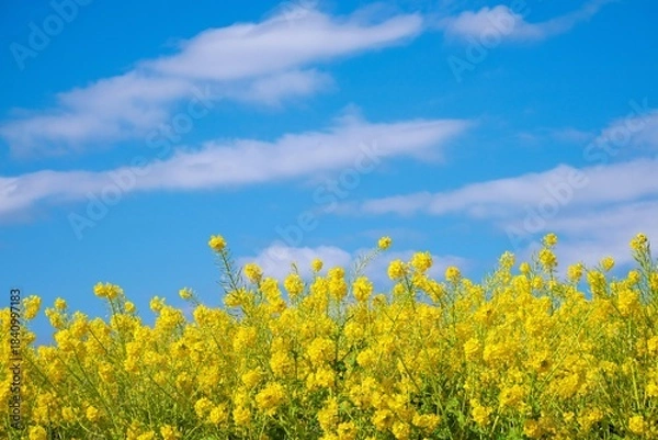 Obraz 満開の菜の花畑と爽やかな早春の青空