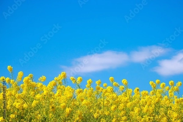 Fototapeta 満開の菜の花畑と爽やかな早春の青空