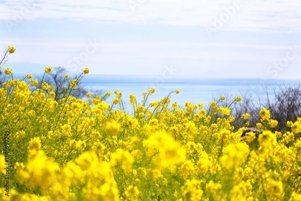 Obraz 海を見下ろす丘の上の菜の花畑