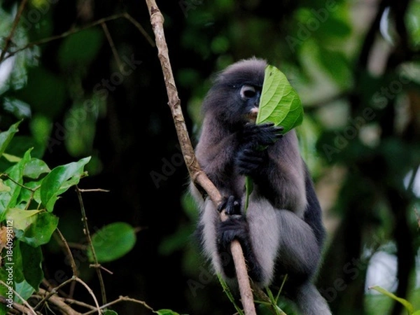 Fototapeta A Dusky leaf Macaque is hanging from a branch, holding a leaf using it to cover its face and making funny expressions at Kaeng Krachan National Park Thailand
