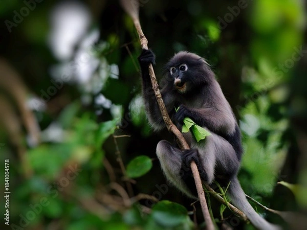 Fototapeta A Dusky leaf Macaque is hanging from a branch, holding the tip of the tree with its hand, making funny face at Kaeng Krachan National Park Thailand