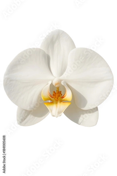 Obraz white orchid isolated on white background