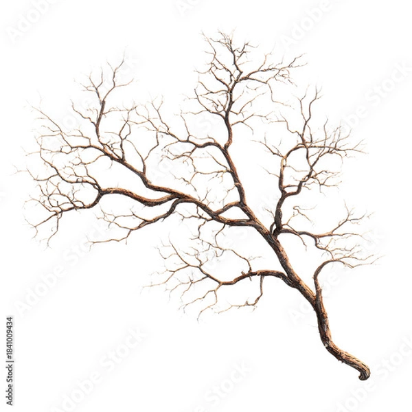 Obraz Detailed 3D Rendering of a Isolated Bare Branch | Photorealistic Render
