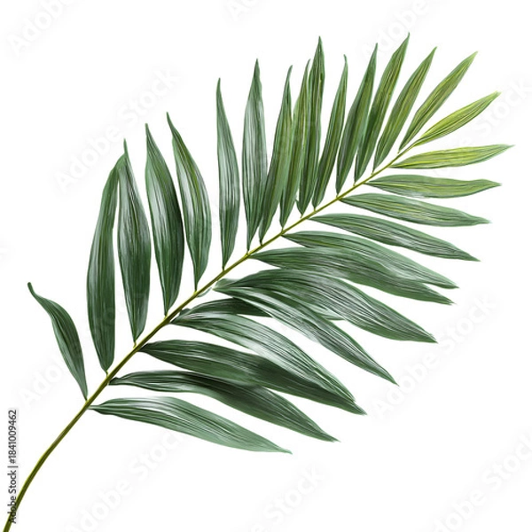 Obraz Stunning Photorealistic Green Palm Leaf Digital Render for Design Projects