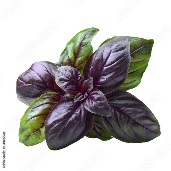 Obraz Vibrant Purple Basil Close-up on White Background
