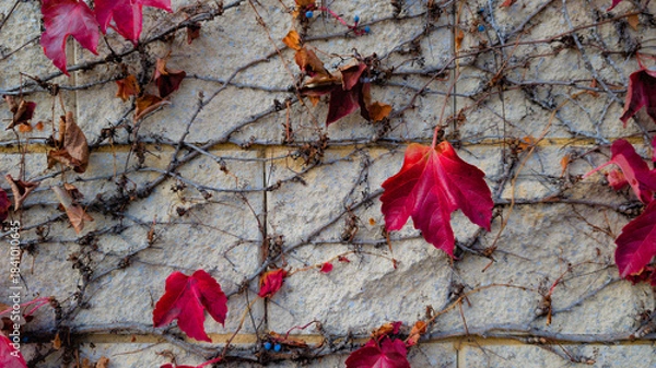Obraz Vibrant Red Ivy on an Aged Stone Wall
