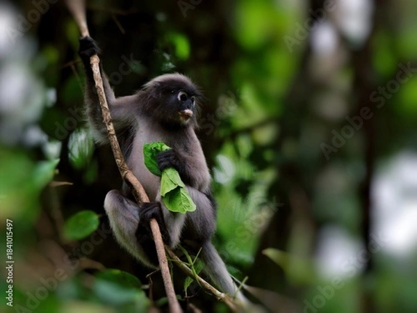 Fototapeta A Dusky leaf Macaque is hanging from a branch, holding the tip of the tree with its hand, making curious expressions at Kaeng Krachan National Park Thailand