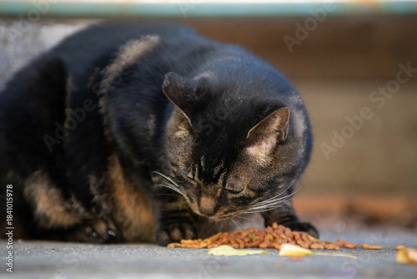 Obraz 三浦半島の猫