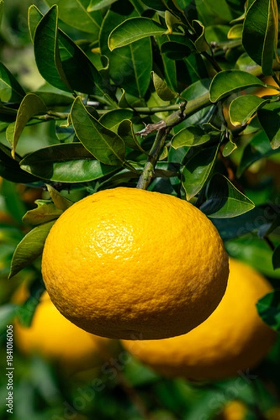 Obraz 自然のミカン？