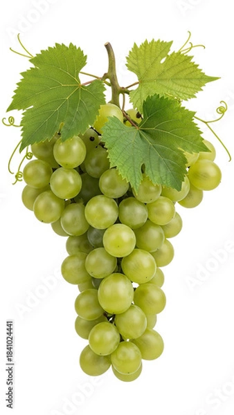 Obraz Vibrant cluster of fresh green table grapes with attached leaves and tendrils hangs against a stark ready for harvest or culinary use on transparent background