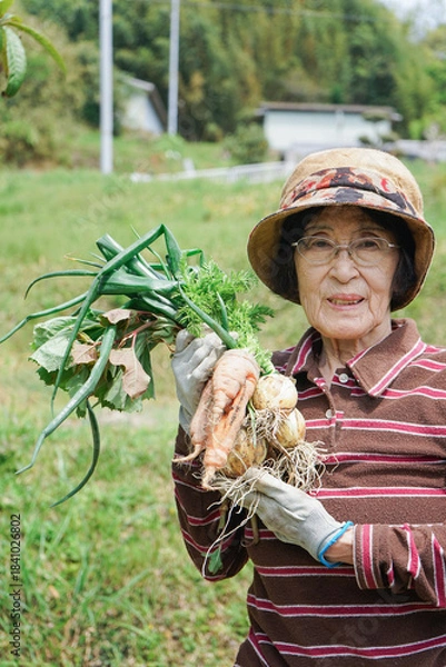 Obraz Elderly woman harvesting vegetables