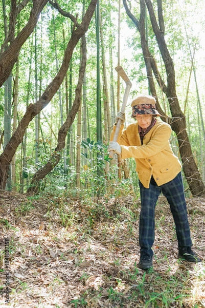 Obraz タケノコ刈りをする高齢の女性