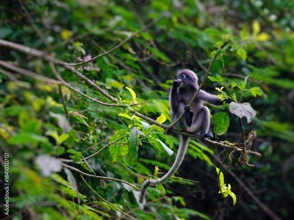 Fototapeta A Dusky leaf Macaque is sitting on a branch at Kaeng Krachan National Park Thailand
