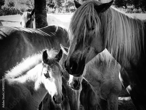 Obraz Young horses in a farm