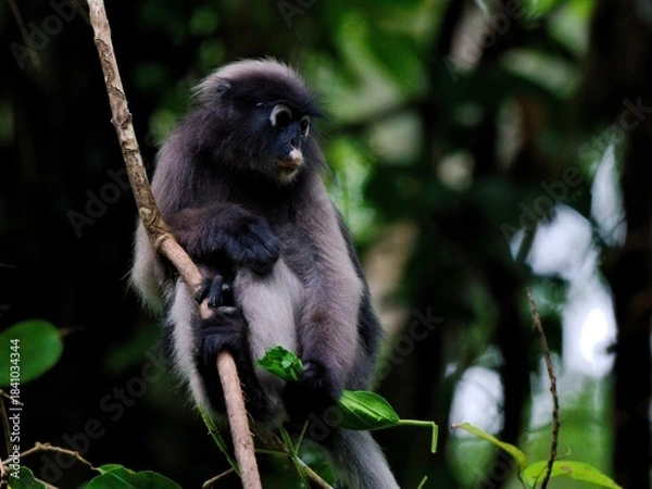 Fototapeta A Dusky leaf Macaque is hanging from a branch, holding the tip of the tree with its hand, making strange face at Kaeng Krachan National Park Thailand