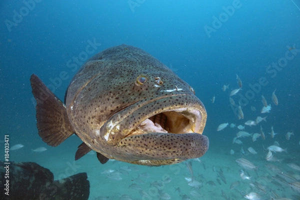 Obraz Goliath Grouper (Florida)