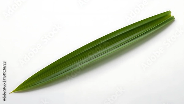 Obraz Single Green Palm Leaf Isolated on White Background, Natural Element