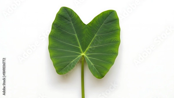 Obraz Large Heart-Shaped Green Leaf with Stem Isolated on White Background