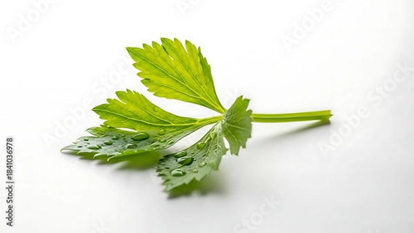 Obraz Close-up of a fresh, vibrant green celery leaf with water droplets on a white background