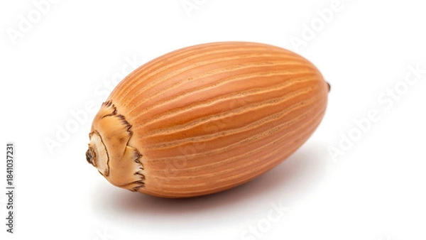 Obraz Natural brown acorn, a single seed from an oak tree, isolated on clean white background