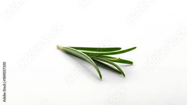 Obraz A single sprig of fresh rosemary herb on a clean white background