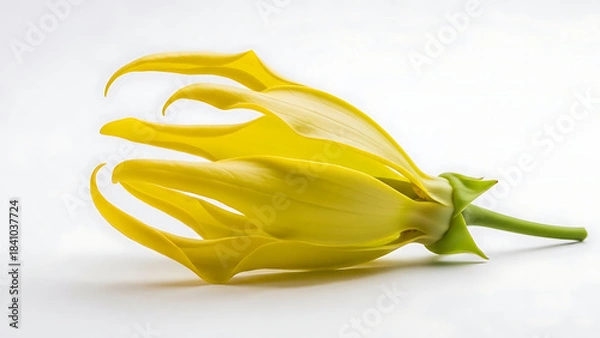 Obraz Exquisite Ylang-Ylang Blossom Unfolding Delicate Golden Petals on Pristine White Background