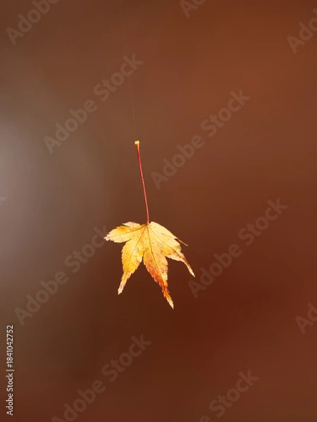 Obraz 糸に吊られた空中のモミジ葉