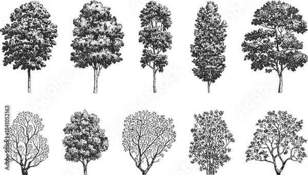 Obraz Ten black and white hand drawn trees and bushes nature