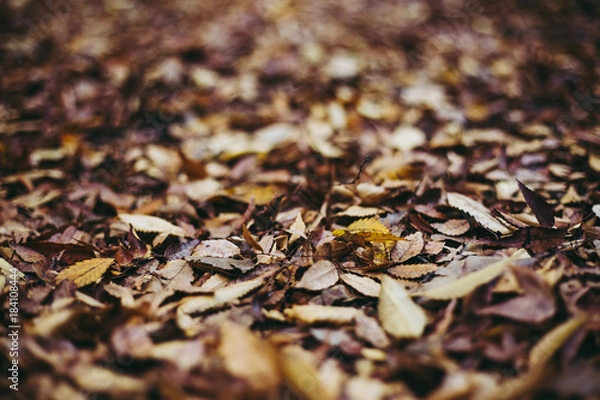 Fototapeta 落葉 秋 地面 背景イメージ ぼかし