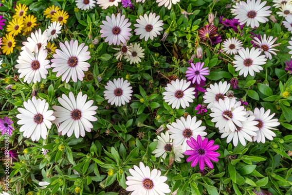 Fototapeta A top down view of a patch of hybrid white African daisy flowers