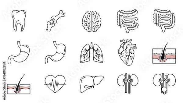 Obraz Grid of white line art icons illustrating human internal organs and key anatomical structures on a dark background for science education.