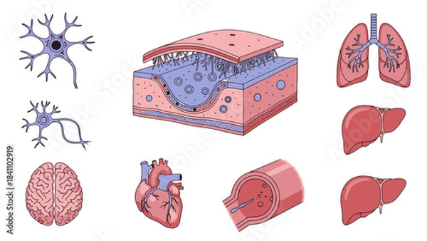 Obraz Detailed Vector Illustration of Human Biological Systems, Organs, and Cellular Structures for Education