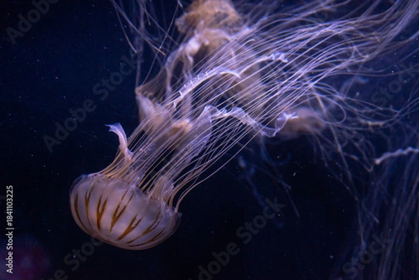 Fototapeta The image shows a jellyfish, possibly a Chrysaora hysoscella or Chrysaora melanaster, swimming underwater. Its bell-shaped body and long tentacles are visible