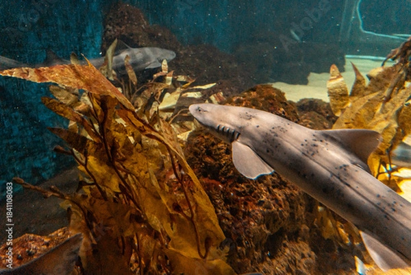 Fototapeta Close up on the reef shark in the kelp in the aquarium, Qingdao, China