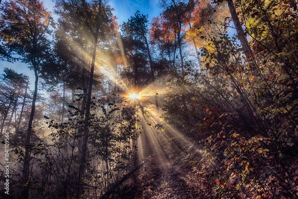 Obraz sun rays in autumn forest, nature background