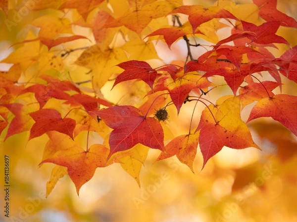 Obraz 晩秋の美しいフウの紅葉