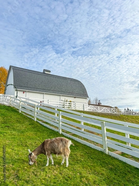 Obraz Goat Grazing by the Barn