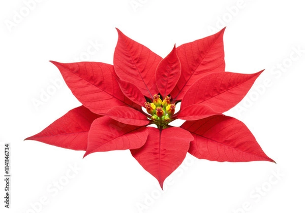 Fototapeta a vibrant, crimson red poinsettia bloom with detailed golden stamen and velvety petals, captured in a sharp macro studio shot, isolated on a transparent background. concept of festive christmas