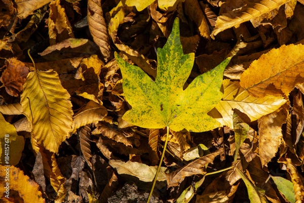 Obraz fall scenes in the forest
