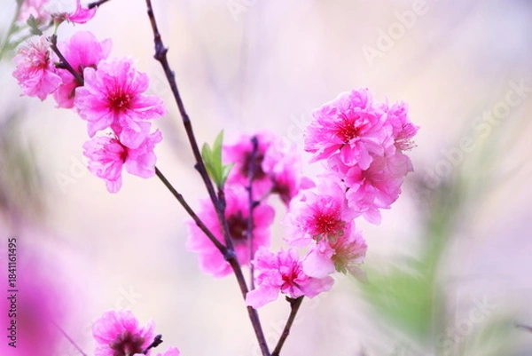 Obraz 春の訪れを告げる桃の花