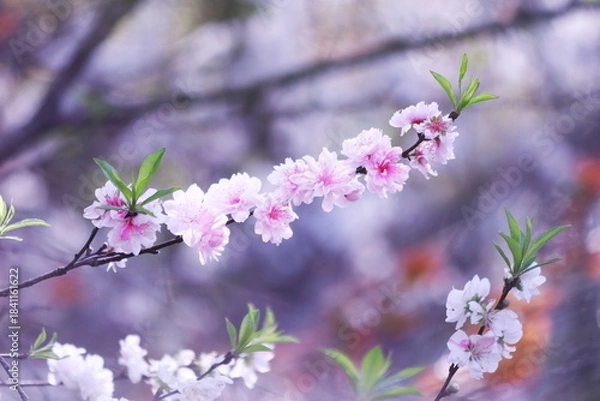 Obraz 春の訪れを告げる桃の花