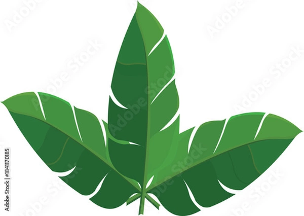 Obraz Banana Leaf Vector.eps