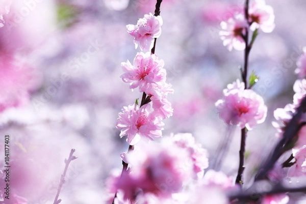 Obraz 春の美しい桃の花