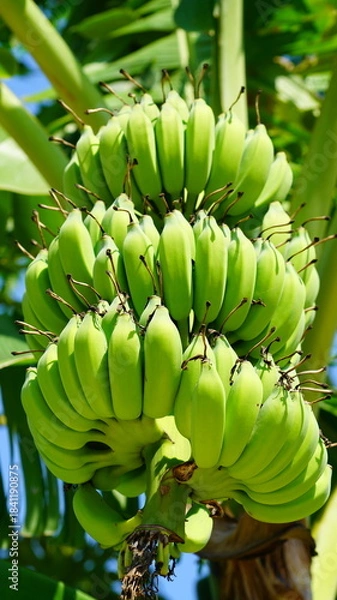 Fototapeta 나무에 달린 수많은 바나나